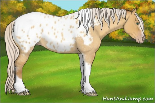 Horse Color:Gray Silver Amber Cream Champagne Roan Dun Splash Tobiano Frame Appaloosa Rabicano 