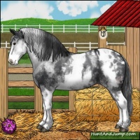 Horse Color:White Spotted Black Blanket Rabicano 