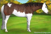 Horse Color:Gray Bay Splash Appaloosa Rabicano