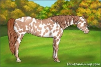 Horse Color:Gold Champagne Appaloosa