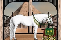 Horse Color:Gray White Spotted Black 