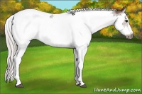 Horse Color:Silver Black Splash Tobiano Frame
