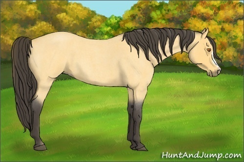 Horse Color:Buckskin Roan