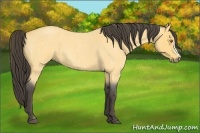 Horse Color:Buckskin Roan 