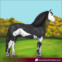 Horse Color:Black Splash Frame  and Black Splash Frame 