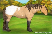 Horse Color:Buckskin Roan Appaloosa