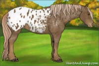 Horse Color:Chocolate Palomino Appaloosa 