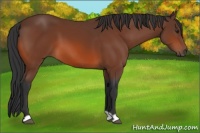 Horse Color:Brown 