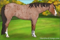 Horse Color:Bay Roan Sabino 