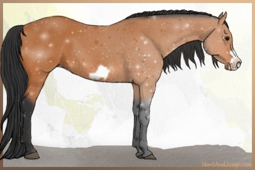 Horse Color:Bay Frame