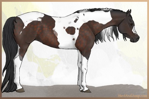Horse Color:Brown Tobiano 