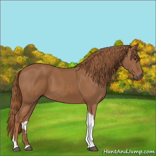 Horse Color:Chestnut Tobiano 