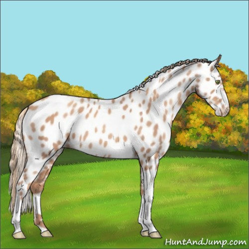 Horse Color:Gold Champagne Tobiano Appaloosa 