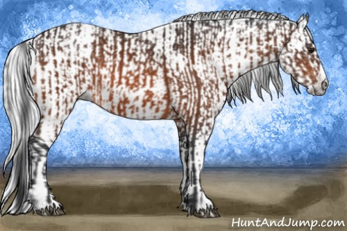 Horse Color:Bay Splash Frame and Gray Bay Splash Frame
