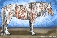 Horse Color:Bay Splash Frame and Gray Bay Splash Frame