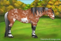 Horse Color:White Spotted Bay Sabino Frame 