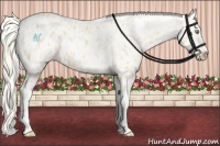 Horse Color:Palomino Appaloosa  and Palomino Pearl Appaloosa 