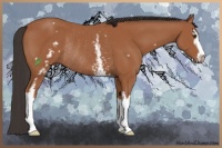 Horse Color:White Spotted Bay Sabino Rabicano