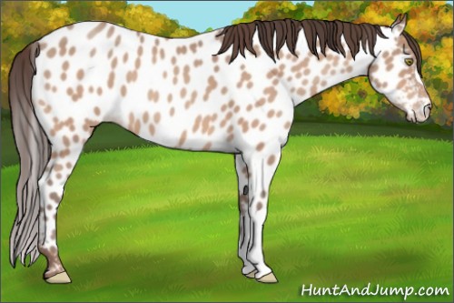 Horse Color:Sable Champagne Appaloosa 