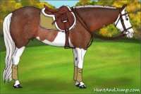 Horse Color:Silver Brown Splash Rabicano
