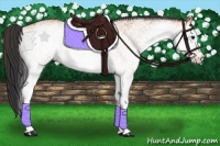 Horse Color:White Spotted Bay 