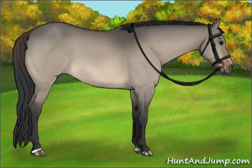 Horse Color:Bay Dun Sabino 