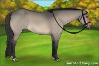 Horse Color:Bay Dun Sabino 