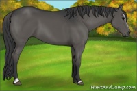 Horse Color:Black Sabino