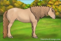 Horse Color:Gold Champagne 