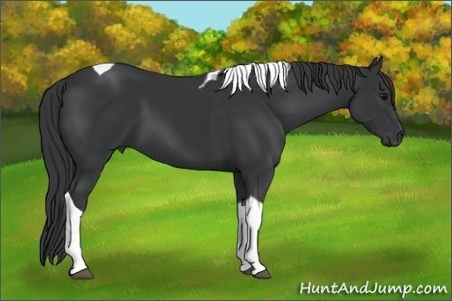 Horse Color:Black Tobiano