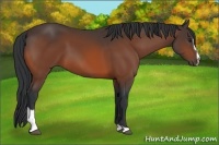 Horse Color:Bay Sabino