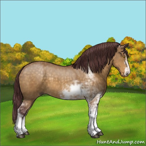 Horse Color:Chocolate Buckskin Dun Sabino