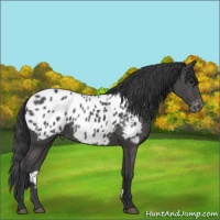 Horse Color:Black Appaloosa 