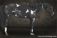 Horse Color:White Spotted Black Sabino