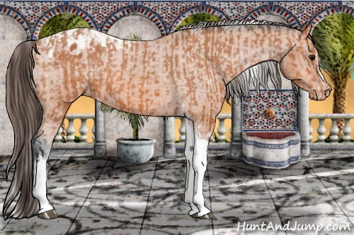 Horse Color:Bay Splash Tobiano Blanket and Bay Tobiano Blanket