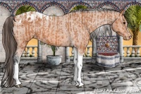 Horse Color:Bay Splash Tobiano Appaloosa  and Bay Tobiano Appaloosa 