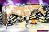 Horse Color:White Spotted Buckskin Blanket 