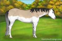 Horse Color:Bay Dun Splash