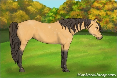 Horse Color:Buckskin Roan 
