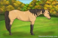 Horse Color:Buckskin Roan 