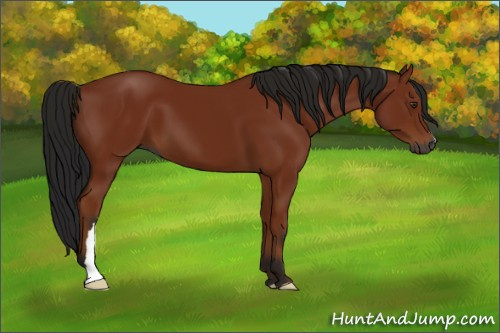 Horse Color:Gray Bay 