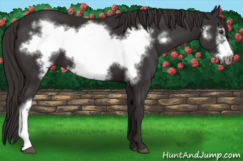 Horse Color:Liver Chestnut Frame 