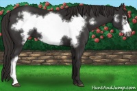 Horse Color:Liver Chestnut Frame 