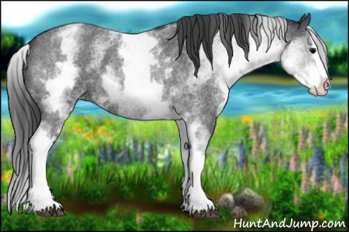 Horse Color:White Spotted Blue Roan Splash 