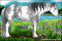 Horse Color:White Spotted Blue Roan Splash