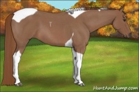 Horse Color:Red Roan Tobiano 