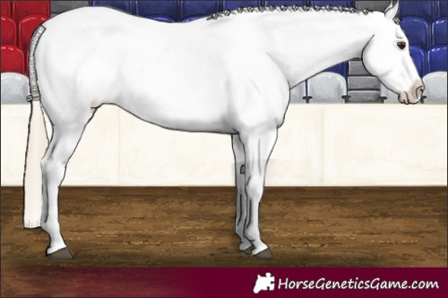 Horse Color:Chocolate Palomino Blanket