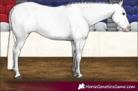 Horse Color:Chocolate Palomino Appaloosa 