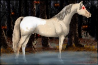 Horse Color:Red Dun Snowcap 