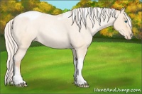 Horse Color:Silver Amber Champagne Roan Dun Splash Tobiano Frame Appaloosa Rabicano 